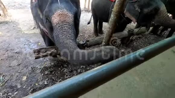 大象用他的树干从一个人手中拿走一根香蕉视频的预览图