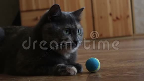 一只灰色的猫正在热情地玩他最喜欢的玩具视频的预览图