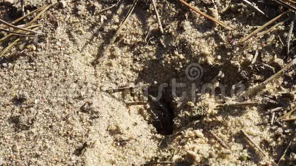 黑蚁在蚁穴周围的沙滩上行走视频的预览图
