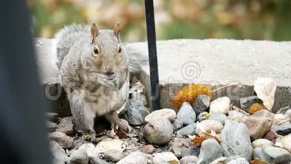 可爱的灰松鼠羊毛松东部灰松鼠或灰松鼠在岩石和秋天吃种子和坚果视频的预览图