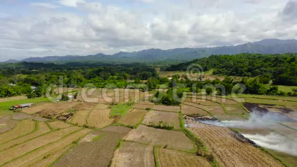 农民焚烧秸秆耕种稻田景观与农业领域顶部景观卢松菲律宾视频的预览图