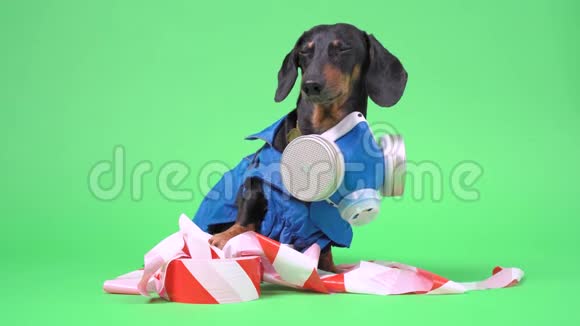 达春德狗穿着一套危险材料西装在染色背景视频的预览图
