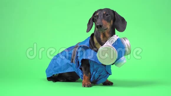 一只狗穿着危险材料的衣服穿背景套装视频的预览图