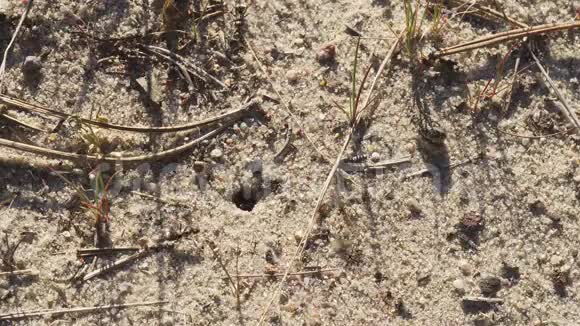 黑蚁在蚁穴周围的沙滩上行走视频的预览图