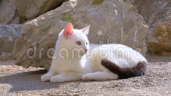 可爱的白色街头猫黑暗的尾巴晒太阳视频的预览图