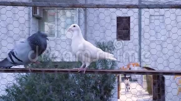 蓝白两只鸽子在室外管道上打架视频的预览图