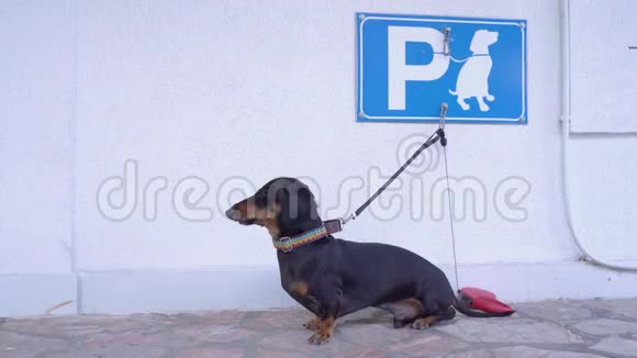 小达尚德站在一个特别的地方狗等待他们的主人视频的预览图