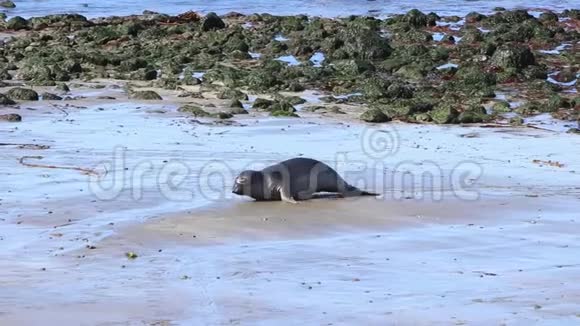 加州海狮和海豹很容易在美国的许多海滩上发现太平洋港口海豹大象海豹和视频的预览图