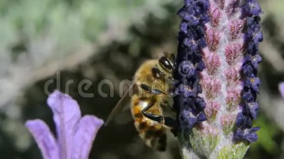 蜜蜂从薰衣草花中采集花蜜视频的预览图