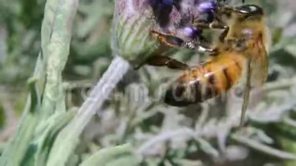 蜜蜂从薰衣草花中采集花蜜视频的预览图