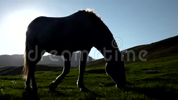 4k马在日落时吃草视频的预览图