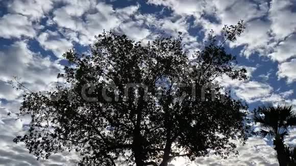 树的剪影随着时间的推移大部分的云彩在蓝天上掠过视频的预览图