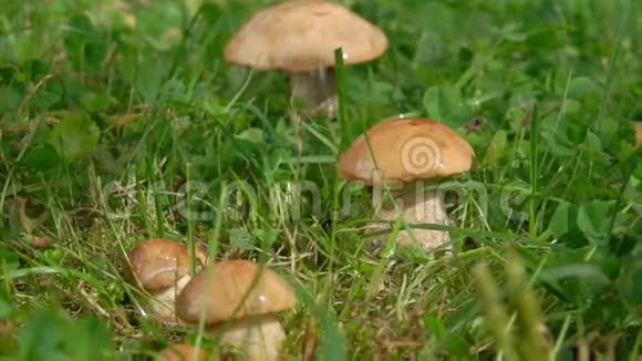 夏日里一场小雨落在美丽的小蘑菇上视频的预览图