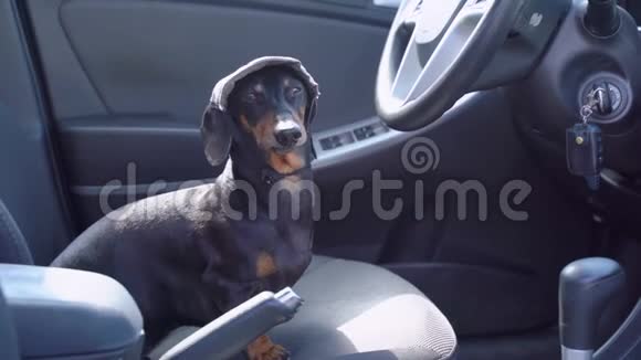 有趣的听话的达克顺德狗坐在车里坐在驾驶座后面的轮子上视频的预览图
