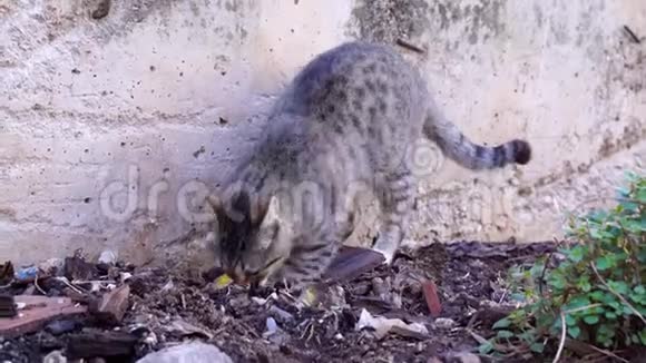双目斜视的流浪猫在街上挖了个洞去厕所视频的预览图