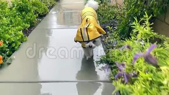 马耳他狗穿着黄色雨衣在雨中行走动作缓慢视频的预览图