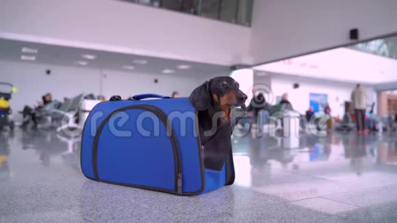 听话的达克顺德坐在机场或火车站的公共场所的蓝色宠物承运人狗躲在里面爬出来视频的预览图