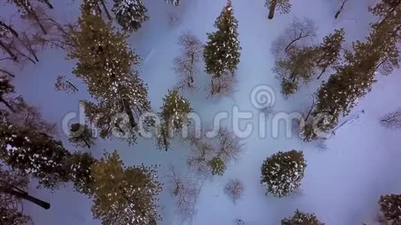 空中自上而下在雪树上升起混合森林在高山上升起视频的预览图