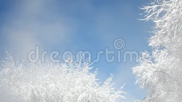 雪树背景上的烟雾或蒸汽视频的预览图