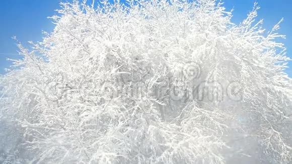 雪树背景上的烟雾或蒸汽视频的预览图