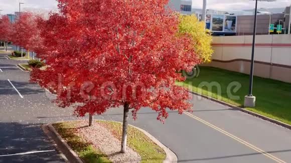 红色的秋枫叶沿着一条城市街道的林荫大道上向上倾斜的手持夹子视频的预览图