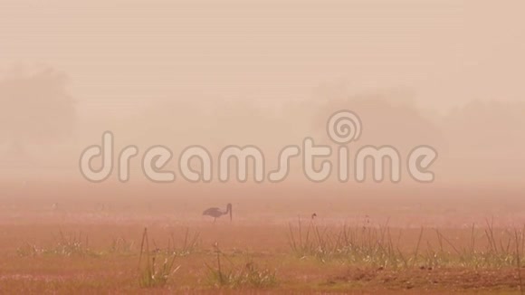 黑颈鹳在keoladeo山水雾迷蒙的冬季早晨在keoladeo国家公园或鸟类保护区的湿地视频的预览图
