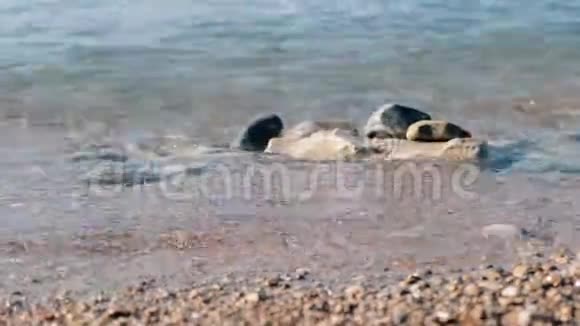 海面上的软波石头和沙子靠近视频的预览图
