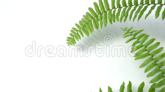 绿色摇曳的蕨叶白色的空白背景视频的预览图