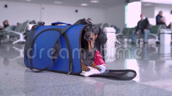 达春德从机场或火车站的专用狗包里窥视视频的预览图