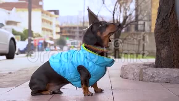 大猎犬坐在外面在城里散步时不肯走得更远视频的预览图