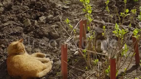 两只猫在乡间别墅的花园里晒太阳视频的预览图