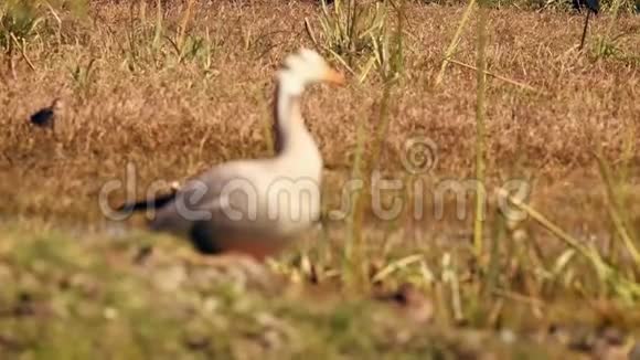 印度拉贾斯坦邦巴拉特布尔基奥拉多国家公园或鸟类保护区的酒吧头雁特写视频的预览图