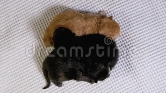 三只刚出生的盲小黑红小猫在白色背景上爬行视频的预览图