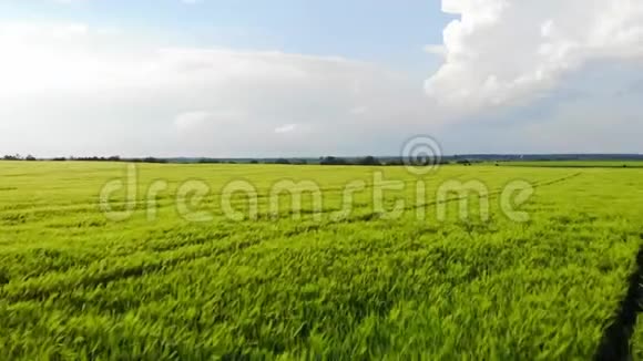 农田无人驾驶飞机飞越年轻和绿色的大麦农田上方背景为蓝天视频的预览图