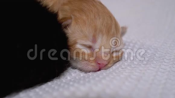 一只刚出生的盲小红毛绒小猫正睡在白色背景上视频的预览图