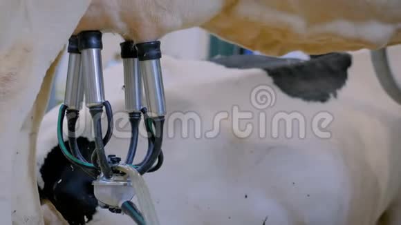 奶牛场自动挤奶设备视频的预览图