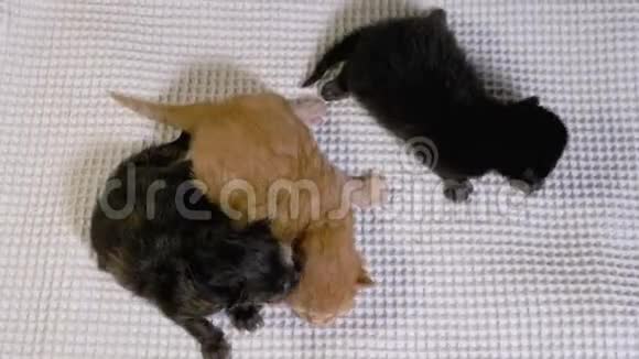 三只刚出生的盲小黑红小猫在白色背景上爬行视频的预览图