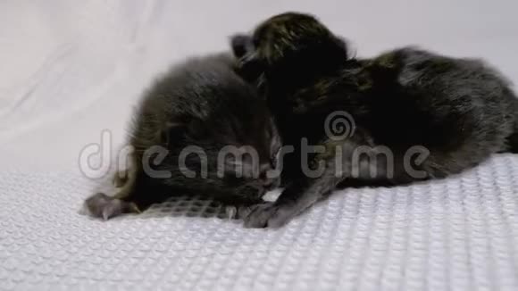 新生的盲小黑猫在白色的背景上爬行两天前视频的预览图