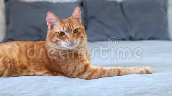 姜猫躺在床上在模糊的背景下向远处看的特写肖像视频的预览图
