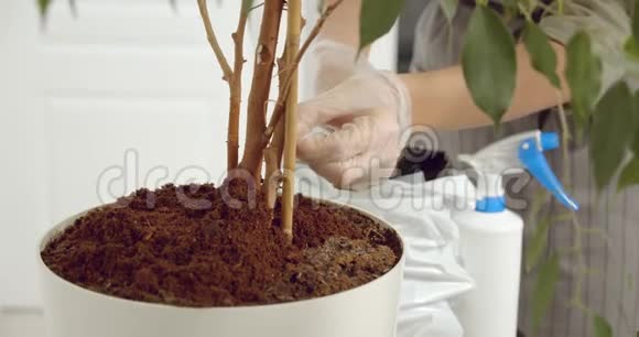一个戴着手套的园丁的贴身女手清洁一个家中植物的干枝园艺概念视频的预览图