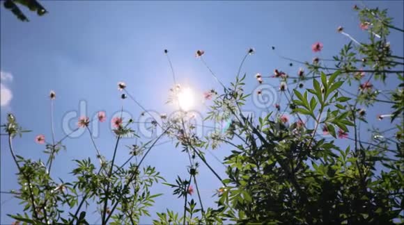 风中的花在太阳的背景下视频的预览图