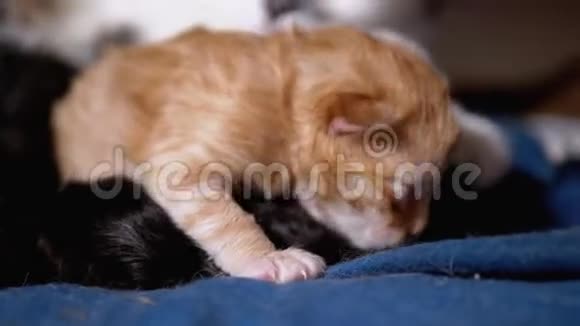 哺乳妈妈猫拥抱一只盲目的新生姜猫可爱猫家庭视频的预览图