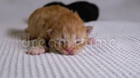 新生的盲小红猫在白色的背景上爬行两天大视频的预览图