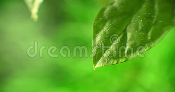 大片美丽的透明雨水滴在绿叶上晨曦中的露珠在阳光下闪耀视频的预览图