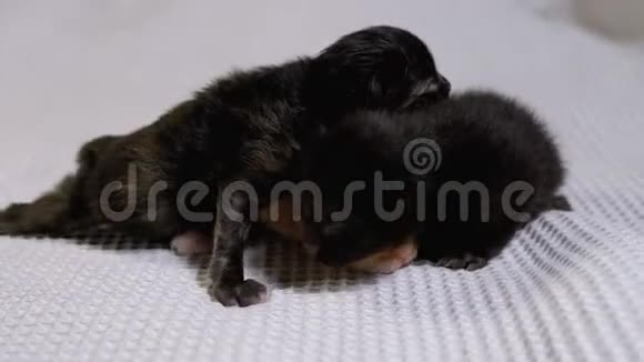 三只新出生的盲小黑红猫在白色背景上爬行视频的预览图
