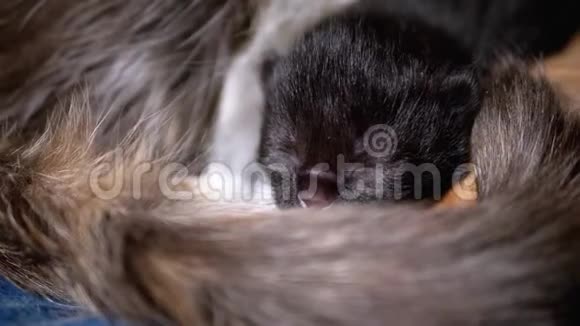 闭着眼睛的新生小猫躺在哺乳的猫妈妈身上哺乳期小猫视频的预览图