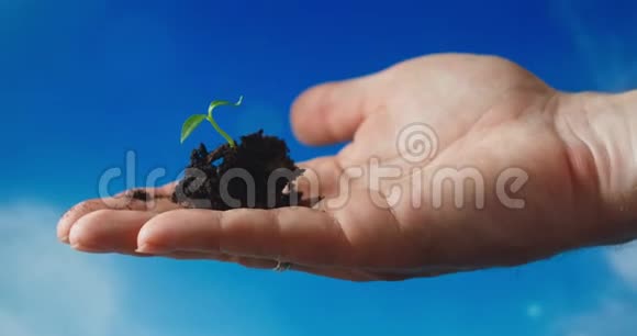 双手捧着美丽的夕阳光新生长理念和可持续农业的罗勒植物树苗视频的预览图
