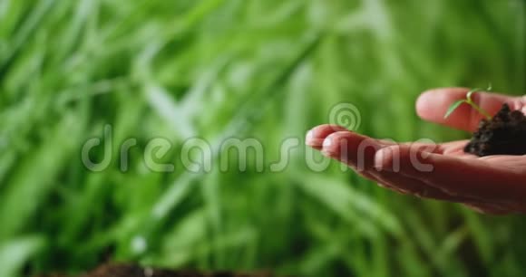 手捧小树进行种植绿色世界地球日的概念手握年轻的植物模糊的绿色自然视频的预览图