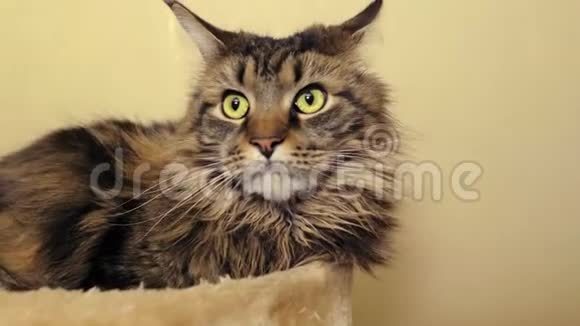 一只绿色眼睛特写镜头的美丽缅因州猫的肖像视频的预览图