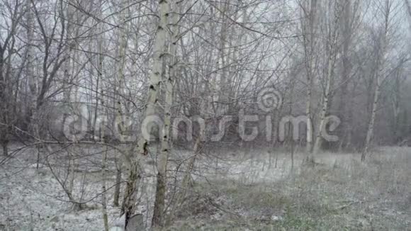 春天突然的寒冷和暴风雪覆盖了白桦林和雪视频的预览图